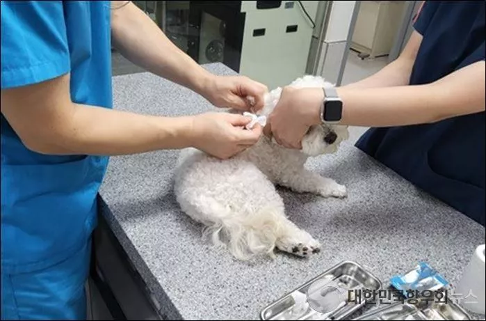 광주시, 설 연휴 반려동물 응급진료 체계 강화!